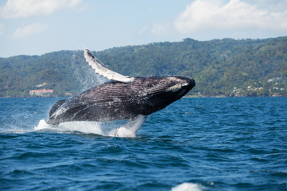 Samana, Dominican Republic